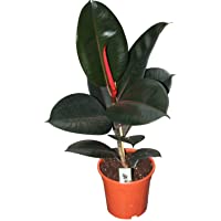 Los mejores  - Planta de interior - Planta para el hogar o la oficina - El baniano o higuera de Bengala - Caucho - de unos 50 cm